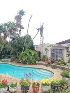 ROOTS AND ALL TREE FELLING SERVICES: ( 068 211 1264 ) FREE QUOTES FOR AFFORDABLE PRICE