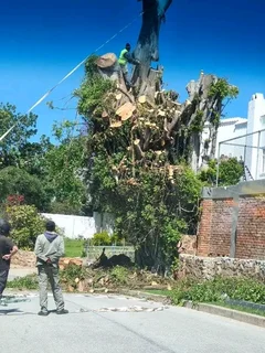 ROOTS AND ALL TREE FELLING SERVICES: ( 068 211 1264 ) FREE QUOTES FOR AFFORDABLE PRICE