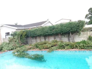 ROOTS AND ALL TREE FELLING SERVICES: ( 068 211 1264  ) CLAUDIUS, TREE  SURGEON.