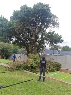ROOTS AND ALL TREE FELLING SERVICES: ( 068 211 1264  ) CLAUDIUS, TREE  SURGEON.