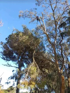 ROOTS AND ALL TREE FELLING SERVICES: ( 068 211 1264  ) CLAUDIUS, TREE  SURGEON.