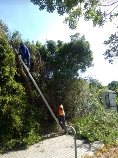 ROOTS AND ALL TREE FELLING SERVICES: ( 068 211 1264  ) CLAUDIUS, TREE  SURGEON.