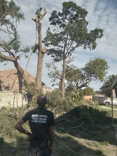 ROOTS AND ALL TREE FELLING SERVICES: ( 068 211 1264  ) CLAUDIUS, TREE  SURGEON.