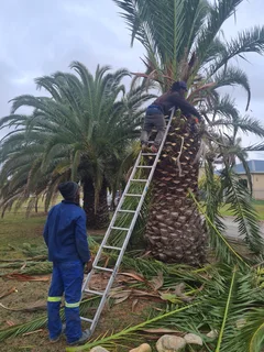 ROOTS AND ALL TREE FELLING SERVICES: ( 068 211 1264  ) CLAUDIUS, TREE  SURGEON.