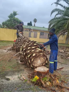 ROOTS AND ALL TREE FELLING SERVICES: ( 068 211 1264  ) CLAUDIUS, TREE  SURGEON.