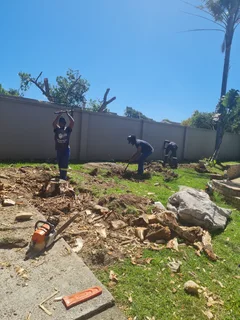 ROOTS AND ALL TREE FELLING SERVICES: ( 068 211 1264  ) CLAUDIUS, TREE  SURGEON.