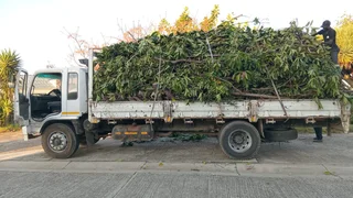 ROOTS AND ALL TREE FELLING SERVICES: ( 068 211 1264  ) CLAUDIUS, TREE  SURGEON.