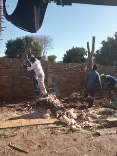 Roots And All Tree Felling Services: ( 068 211 1264  ) Free Quotes And Free Advice.