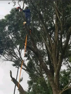 ROOTS AND ALL TREE FELLING SERVICES: ( 068 211 1264  ) FREE QUOTES AND FREE ADVICE.