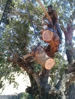 ROOTS AND ALL TREE FELLING SERVICES: ( 068 211 1264  ) FREE QUOTES AND FREE ADVICE.