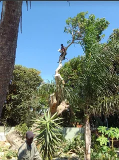 ROOTS AND ALL TREE FELLING SERVICES: ( 068 211 1264  ) FREE QUOTES AND FREE ADVICE.