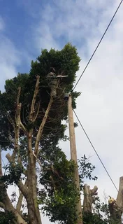 ROOTS AND ALL TREE FELLING SERVICES: ( 068 211 1264  ) FREE QUOTES AND FREE ADVICE.