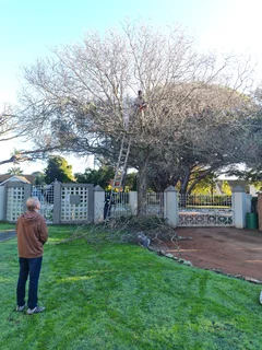 ROOTS AND ALL TREE FELLING SERVICES: ( 068 211 1264  ) FREE QUOTES AND FREE ADVICE.