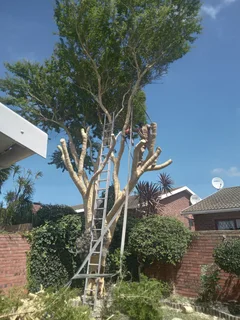 ROOTS AND ALL TREE FELLING SERVICES: ( 068 211 1264  ) FREE QUOTES AND FREE ADVICE.