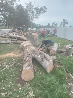 ROOTS AND ALL TREE FELLING SERVICES: ( 068 211 1264  ) FREE QUOTES AND FREE ADVICE.