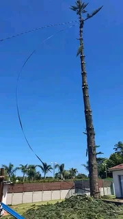 ROOTS AND ALL TREE FELLING SERVICES: ( 068 211 1264  ) FREE QUOTES FOR AFFORDABLE PRICE