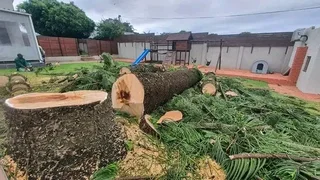 ROOTS AND ALL TREE FELLING SERVICES: ( 068 211 1264  ) FREE QUOTES FOR AFFORDABLE PRICE