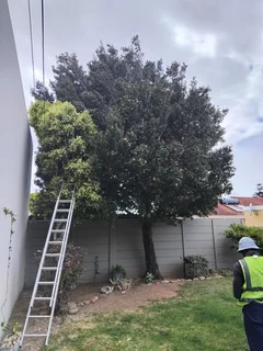 ROOTS AND ALL TREE FELLING SERVICES: ( 068 211 1264  ) FREE QUOTES FOR AFFORDABLE PRICE