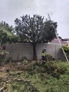 ROOTS AND ALL TREE FELLING SERVICES: ( 068 211 1264  ) FREE QUOTES FOR AFFORDABLE PRICE