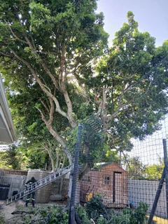 Roots And All Tree Felling Services : ( 068 211 1264  ) Free Quotes For Affordable Price