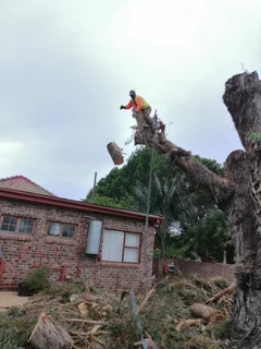 ROOTS AND ALL TREE FELLING SERVICES: ( 068 211 1264  ) FREE QUOTES FOR AFFORDABLE PRICE.