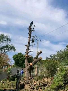 ROOTS AND ALL TREE FELLING SERVICES: ( 068 211 1264  ) FREE QUOTES FOR AFFORDABLE PRICE.