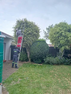 ROOTS AND ALL TREE FELLING SERVICES: ( 068 211 1264  ) FREE QUOTES FOR AFFORDABLE PRICE.