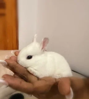 Purebreed Netherlands Dwarf Rabbits for sale