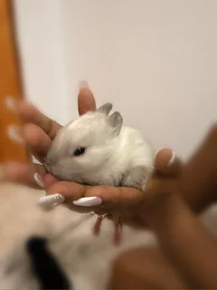 Purebreed Netherlands Dwarf Rabbits for sale