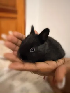 Purebreed Netherlands Dwarf Rabbits for sale