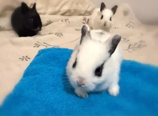 Purebreed Netherlands Dwarf Rabbits for sale