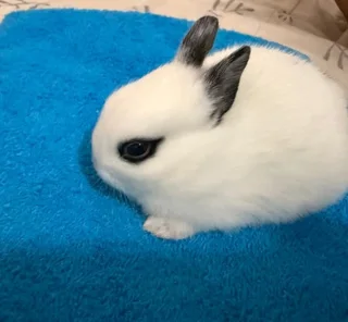 Purebreed Netherlands Dwarf Rabbits for sale