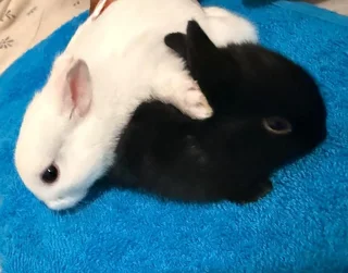 Purebreed Netherlands Dwarf Rabbits for sale