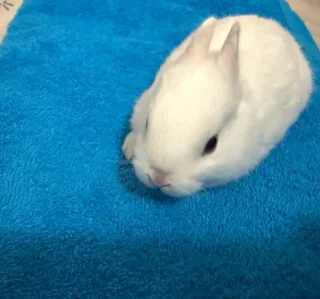 Purebreed Netherlands Dwarf Rabbits for sale