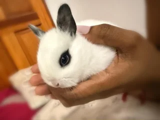 Purebreed Netherlands Dwarf Rabbits for sale