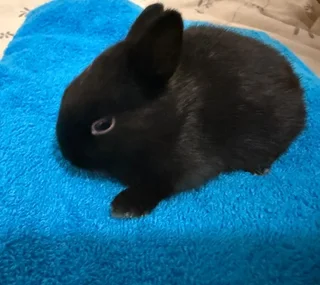 Purebreed Netherlands Dwarf Rabbits for sale