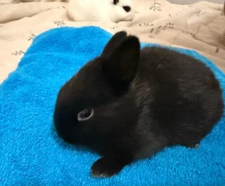 Purebreed Netherlands Dwarf Rabbits for sale