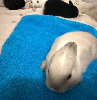 Purebreed Netherlands Dwarf Rabbits for sale