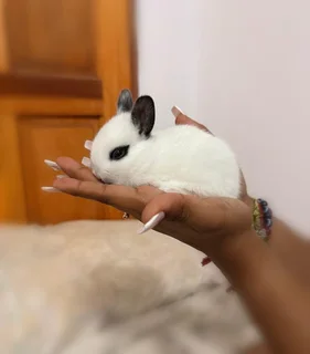 Purebreed Netherlands Dwarf Rabbits for sale