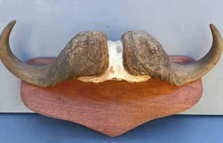 Horns African Cape Buffalo