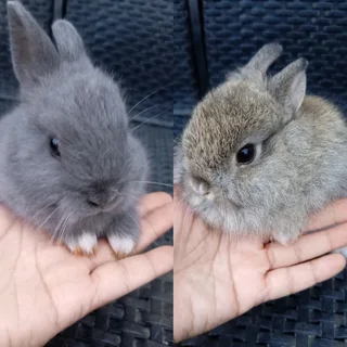 Baby dwarf bunnies