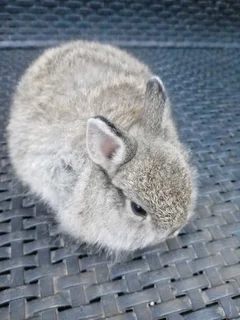 Baby dwarf bunnies