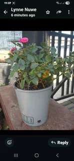 Plants for sale like roses   ect