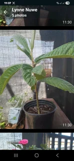 Plants for sale like roses   ect