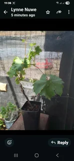 Plants for sale like roses   ect