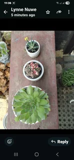 Plants for sale like roses   ect