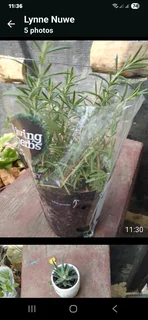 Plants for sale like roses   ect