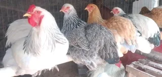 Exotic chickens