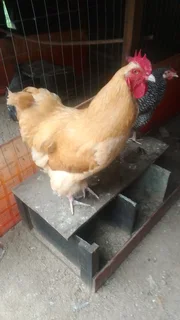 Buff opington rooster