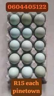 Fertile eggs blue &amp;green